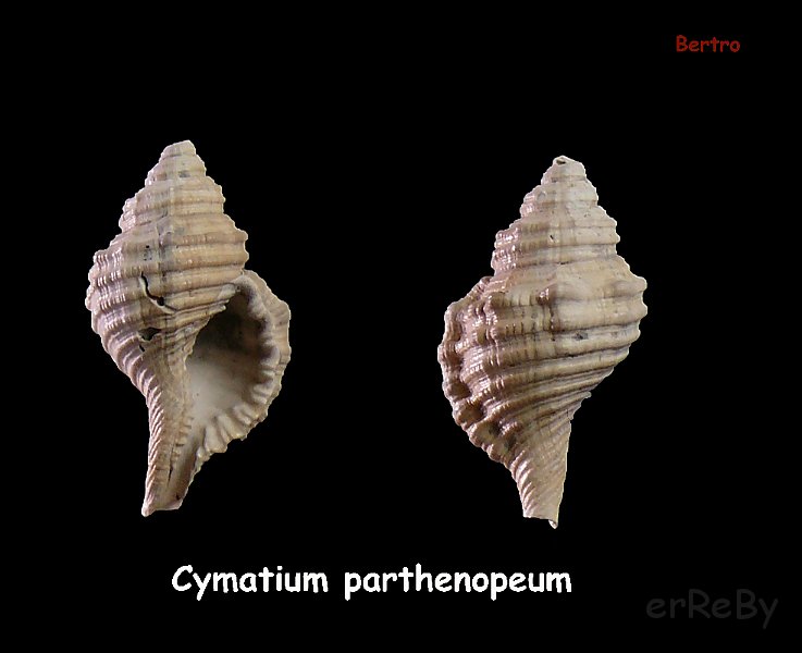 cymatium parthenopeum.jpg